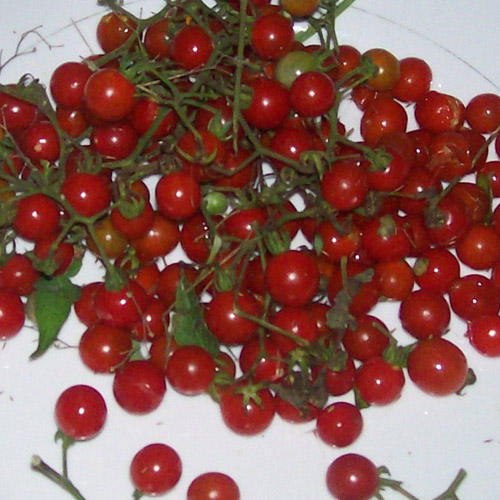 currant tomato